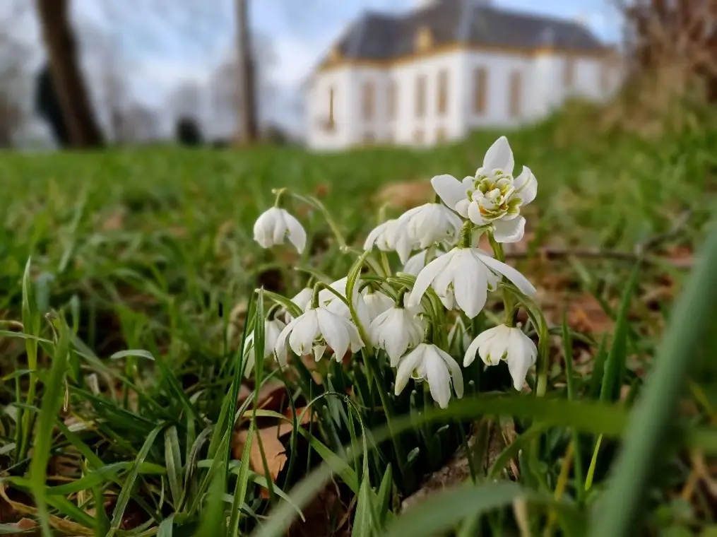 Galanthus nivalis Flore Pleno, foto Theo Bekking Galanthus nivalis Flore Pleno, foto Theo Bekking